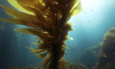 Kelp Side Effects